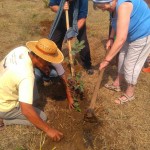 Tree Planting